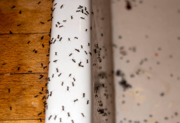 Insect Control in Wood Village, OR